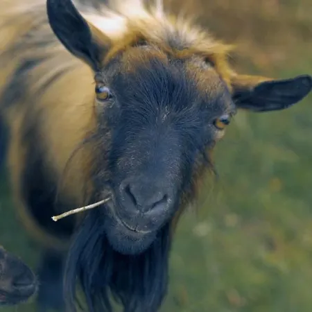 Daire Casa Jasmim, Quinta Carmo - Alcobaca/nazare Alcobaça