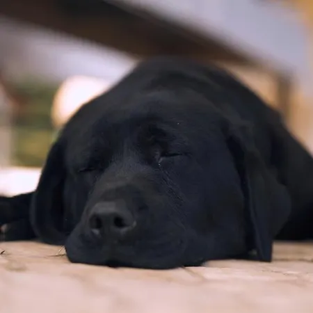 Casa Jasmim, Quinta Carmo - Alcobaca/nazare Daire *