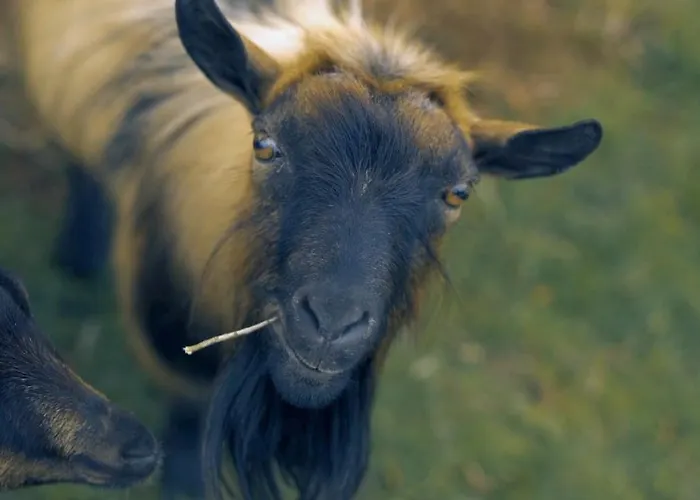 Apartamento Casa Jasmim, Quinta Carmo - Alcobaça/nazaré Alcobaça