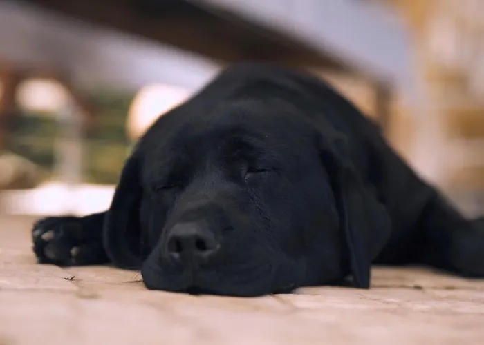 Casa Jasmim, Quinta Carmo - Alcobaça/nazaré Apartamento *